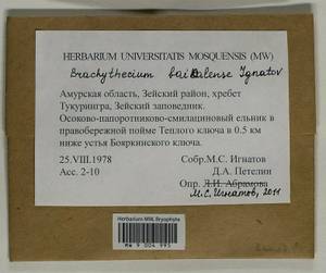 Brachythecium baicalense Ignatov, Гербарий мохообразных, Мхи - Дальний Восток (без Чукотки и Камчатки) (B20) (Россия)