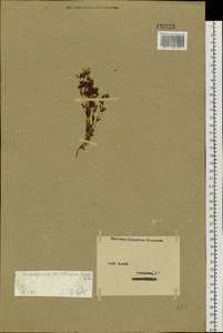 Ломатогониум каринтийский (Wulfen) Reichenb., Сибирь, Западный (Казахстанский) Алтай (S2a) (Казахстан)