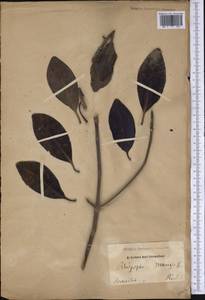 Ризофора мангле, Мангровое дерево L., Америка (AMER) (Бразилия)