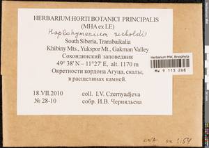 Haplohymenium sieboldii (Dozy & Molk.) Dozy & Molk., Гербарий мохообразных, Мхи - Прибайкалье и Забайкалье (B18) (Россия)