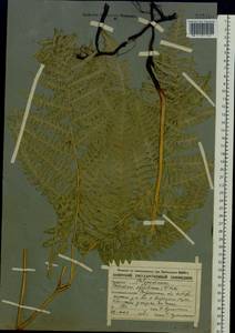Pteridium aquilinum subsp. pinetorum (C. N. Page & R. R. Mill) J. A. Thomson, Восточная Европа, Центральный лесостепной район (E6) (Россия)