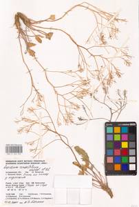 Lepidium cartilagineum subsp. crassifolium (Waldst. & Kit.) Thell., Восточная Европа, Нижневолжский район (E9) (Россия)