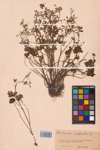 Лютик ядовитый L., Восточная Европа, Восточный район (E10) (Россия)