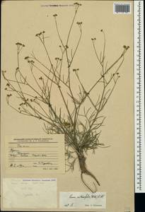 Trinia crithmifolia (Willd.) H. Wolff, Крым (KRYM) (Россия)