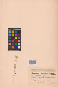 Живокость, Восточная Европа, Южно-Украинский район (E12) (Украина)