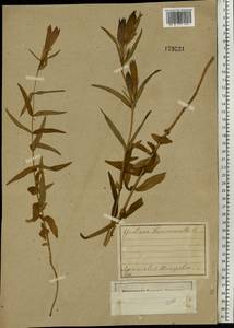 Горечавка легочная L., Восточная Европа, Центральный лесной район (E5) (Россия)