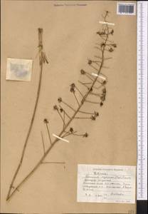 Eremurus soogdianus (Regel) Benth. & Hook.f., Средняя Азия и Казахстан, Северный и Центральный Тянь-Шань (M4) (Киргизия)