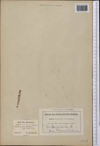 Lysimachia minima (L.) U. Manns & Anderb., Америка (AMER) (США)