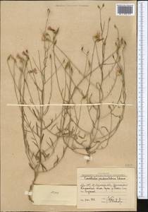 Вьюнок ложнокантабрийский, Средняя Азия и Казахстан, Западный Тянь-Шань и Каратау (M3) (Узбекистан)