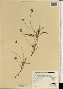 Plantago amplexicaulis Cav., Зарубежная Азия (ASIA) (Иран)