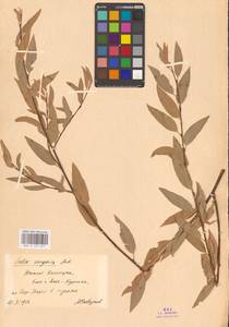 Ива джунгарская Andersson, Средняя Азия и Казахстан, Сырдарьинские пустыни и Кызылкумы (M7) (Казахстан)