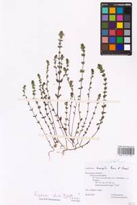 MHA 0 161 552, Очанка прямая J.P.Wolff ex J.F.Lehm., Восточная Европа, Центральный район (E4) (Россия)