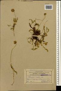 Астрагал неопределенный Ledeb., Кавказ, Армения (K5) (Армения)