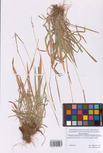 Бухарник шерстистый L., Восточная Европа, Московская область и Москва (E4a) (Россия)
