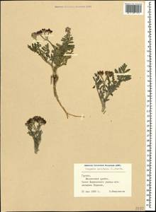 Тургеневия широколистная (L.) Hoffm., Кавказ, Грузия (K4) (Грузия)