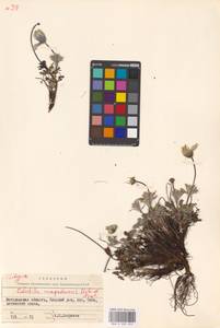 Прострел магаданский Khokhr. & Vorosch., Сибирь, Чукотка и Камчатка (S7) (Россия)