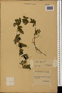 Горошек заборный L., Кавказ, Ставропольский край, Карачаево-Черкесия, Кабардино-Балкария (K1b) (Россия)