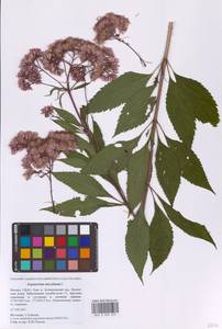 Eutrochium maculatum (L.) E.E.Lamont, Восточная Европа, Московская область и Москва (E4a) (Россия)