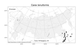 Carex tenuiformis, Осока тонкообразная H.Lév. & Vaniot, Атлас флоры России (FLORUS) (Россия)