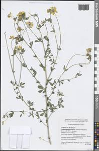 Lotus × ucrainicus Klokov, Восточная Европа, Центральный лесостепной район (E6) (Россия)