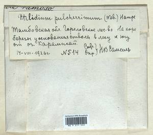 Ptilidium pulcherrimum (Weber) Vain., Гербарий мохообразных, Мхи - Центральное Черноземье (B10) (Россия)