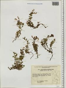 Змееголовник дланевидный Stephan ex Willd., Сибирь, Дальний Восток (S6) (Россия)