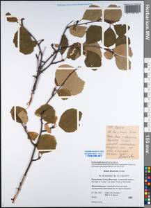 Береза кустарниковая Pall., Сибирь, Якутия (S5) (Россия)