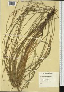 Carex leersii F.W.Schultz, nom. cons., Западная Европа (EUR) (Нидерланды)