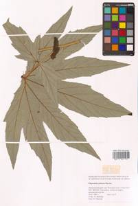 Filipendula digitata (Willd.) Bergmans, Сибирь, Дальний Восток (S6) (Россия)