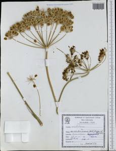 Leiotulus secacul (Mill.) Pimenov & Ostr., Зарубежная Азия (ASIA) (Иран)