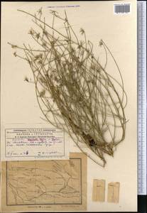 Хондрилла Боссэ Iljin, Средняя Азия и Казахстан, Муюнкумы, Прибалхашье и Бетпак-Дала (M9) (Казахстан)