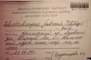 MW 9 110 942, Schwetschkeopsis fabronia (Schwägr.) Broth., Гербарий мохообразных, Мхи - Дальний Восток (без Чукотки и Камчатки) (B20) (Россия)