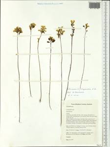 Utricularia chrysantha R. Br., Австралия и Океания (AUSTR) (Австралия)
