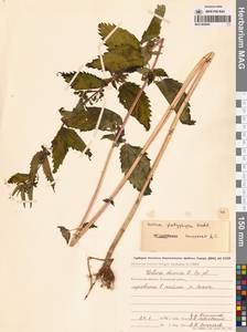 Крапива плосколистная Wedd., Сибирь, Чукотка и Камчатка (S7) (Россия)