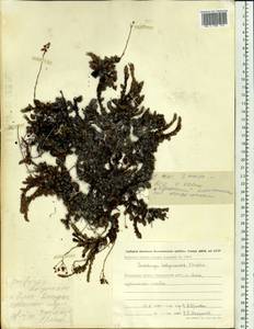 Камнеломка Стеллера (Merk ex Ser.) Malysch., Сибирь, Чукотка и Камчатка (S7) (Россия)