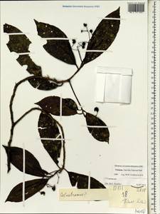 Celastraceae, Зарубежная Азия (ASIA) (Вьетнам)