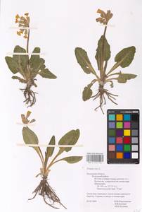 Первоцвет весенний L., Восточная Европа, Центральный район (E4) (Россия)