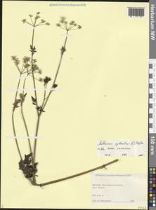 Купырь лесной (L.) Hoffm., Кавказ, Дагестан (K2) (Россия)