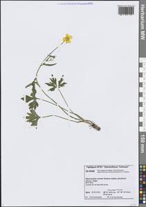 Лютик Тернера, Лютик Турнера Greene, Сибирь, Центральная Сибирь (S3) (Россия)