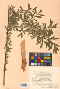 Salix elbrusensis Boiss., Кавказ, Ставропольский край, Карачаево-Черкесия, Кабардино-Балкария (K1b) (Россия)
