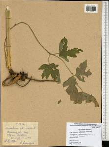 Heracleum sphondylium subsp. sibiricum (L.) Simonk., Восточная Европа, Центральный район (E4) (Россия)