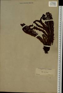 Щитовник пахучий (L.) Schott, Сибирь, Чукотка и Камчатка (S7) (Россия)