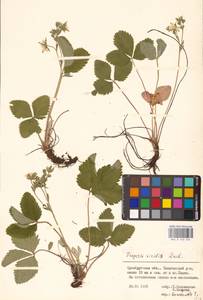 Земляника зеленая, Полуница Duchesne, Восточная Европа, Восточный район (E10) (Россия)