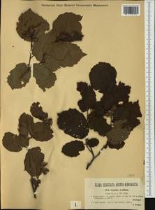 Орешник обыкновенный, Лещина обыкновенная L., Западная Европа (EUR) (Австрия)