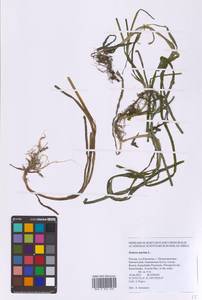 Взморник морской, Зостера морская L., Сибирь, Чукотка и Камчатка (S7) (Россия)
