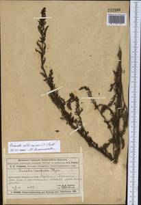 Сведа высочайшая, Сведа высокая (L.) Pall., Средняя Азия и Казахстан, Муюнкумы, Прибалхашье и Бетпак-Дала (M9) (Казахстан)