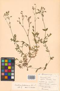 Cerastium fischerianum subsp. albimarginatum (Vorosch.) Vorosch., Сибирь, Дальний Восток (S6) (Россия)