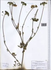 Xanthoselinum alsaticum subsp. venetum (Spreng.) Reduron, Charpin & Pimenov, Западная Европа (EUR) (Италия)