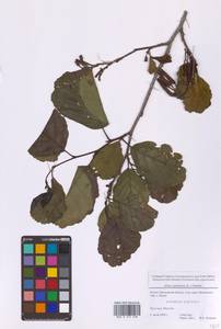 Ольха клейкая, Ольха черная (L.) Gaertn., Восточная Европа, Московская область и Москва (E4a) (Россия)