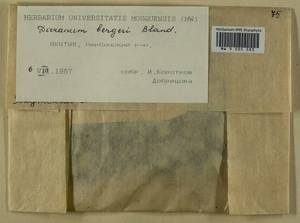 Dicranum undulatum Schrad. ex Brid., Гербарий мохообразных, Мхи - Якутия (B19) (Россия)